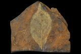 Paleocene Fossil Leaf (Averrhoites) - North Dakota #95508-1